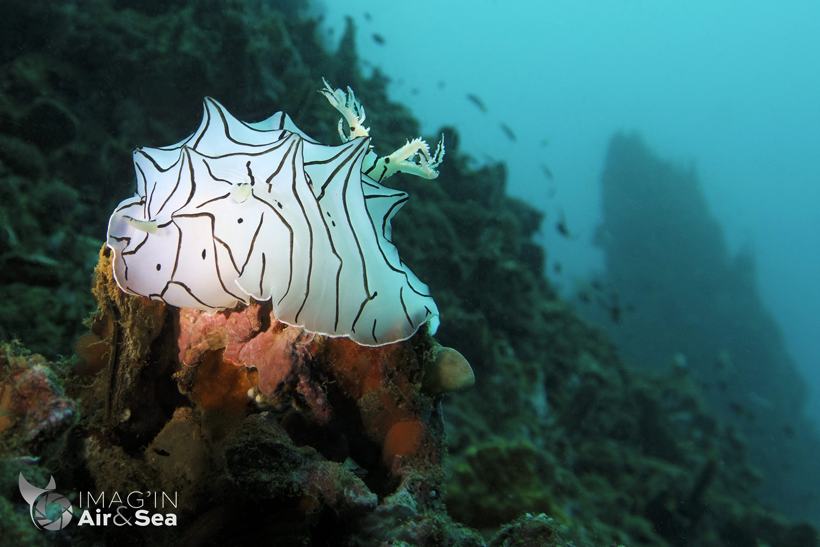 Nudibranche Halgerda hervei sur l'aiguille de Prony