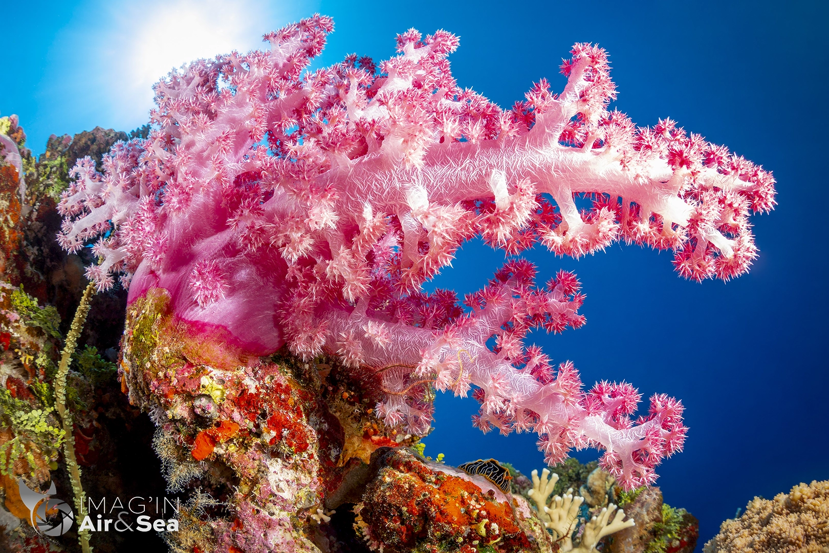Nudibranche sous un alcyonaire