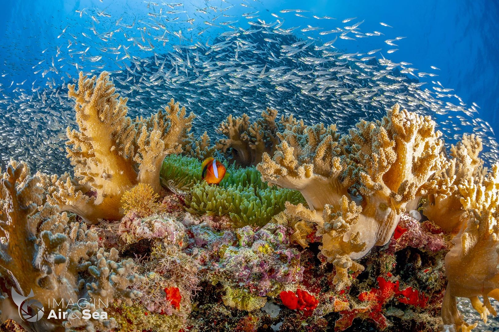 Poisson clown dans son anémone au mileu du récif