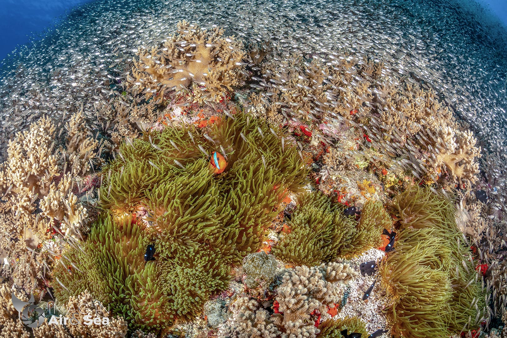 Poisson clown sur Pinnacle coralien recouvert d'apogon