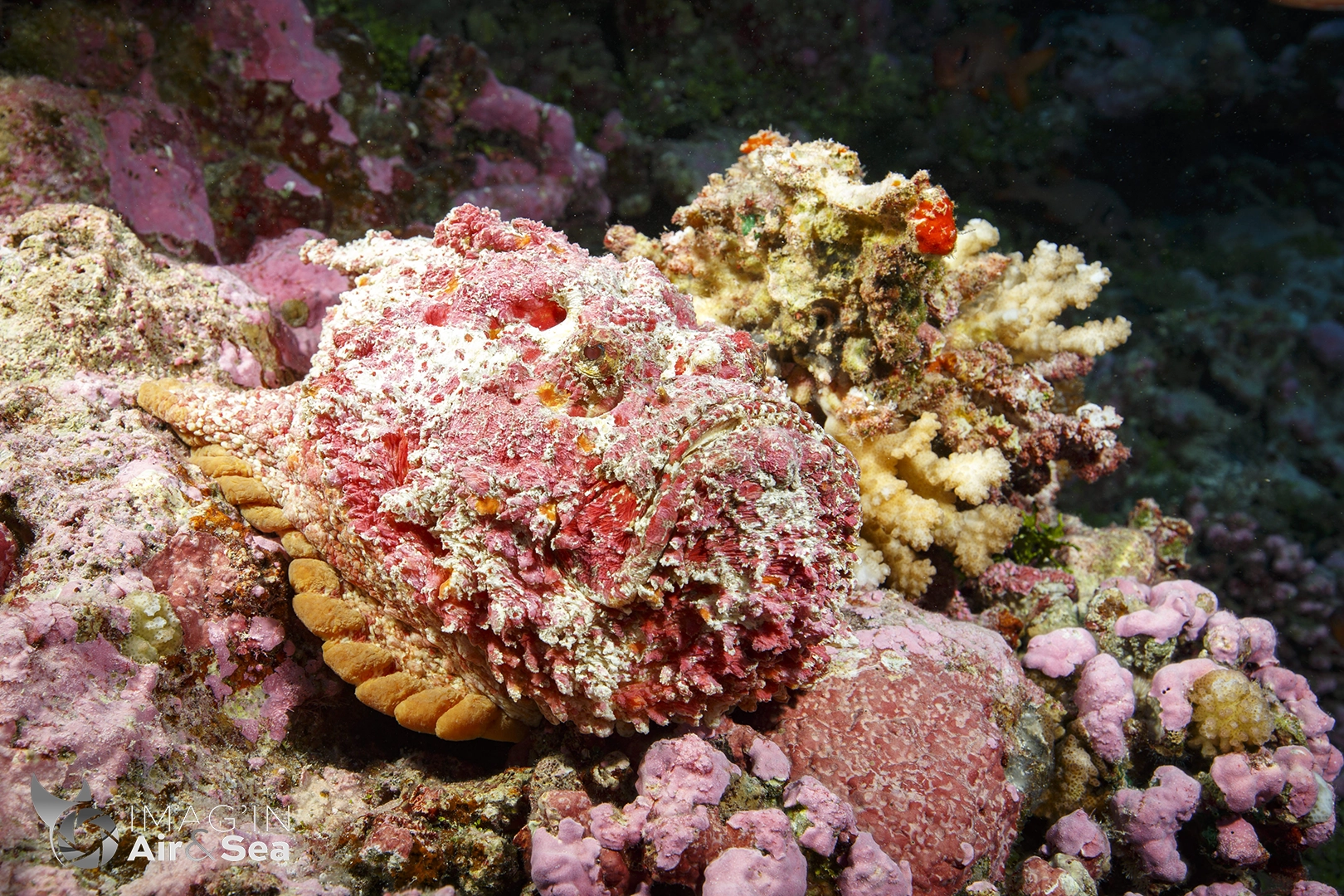 Poisson-pierre sur le récif de Rangiroa