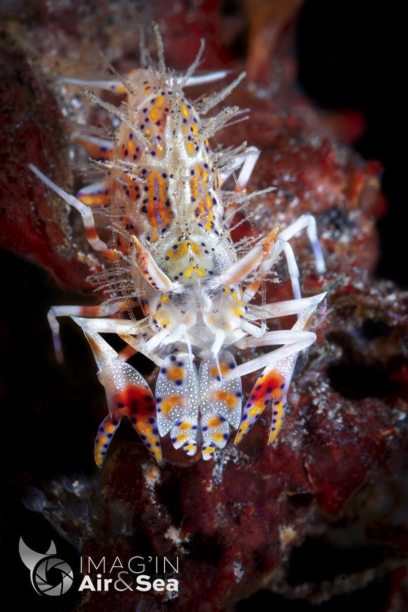 Crevette tigre épineuse (Lembeh)