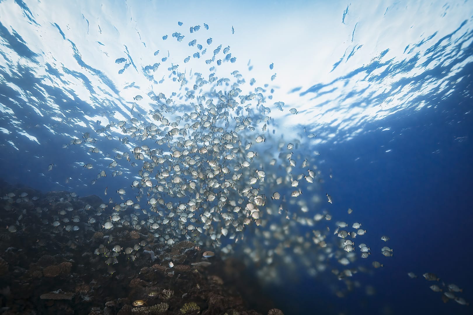 Reproduction de chirurgien à Tahiti
