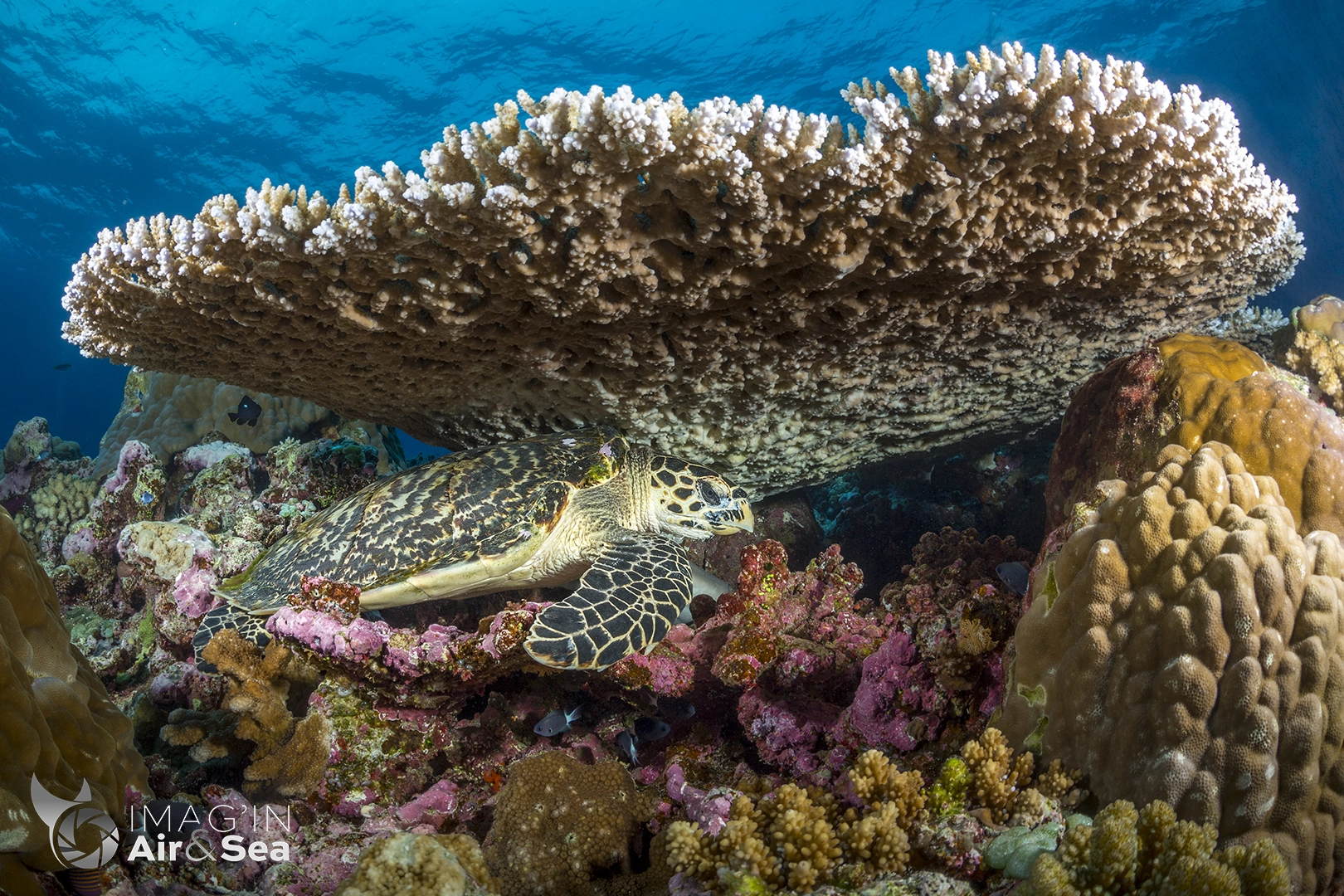 Tortue imbriqué se reposant sous un corail