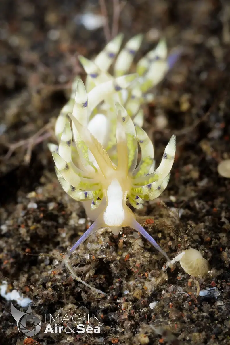 Nudibranche du type Flabellinidae évoluant sur le sable noir de Tulamben
