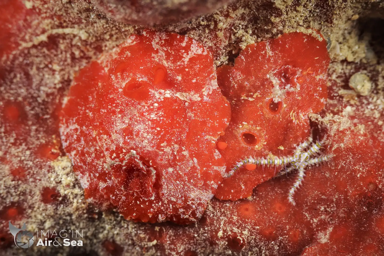Accouplement de nudibranche Aldisa zavorensis à Nouméa