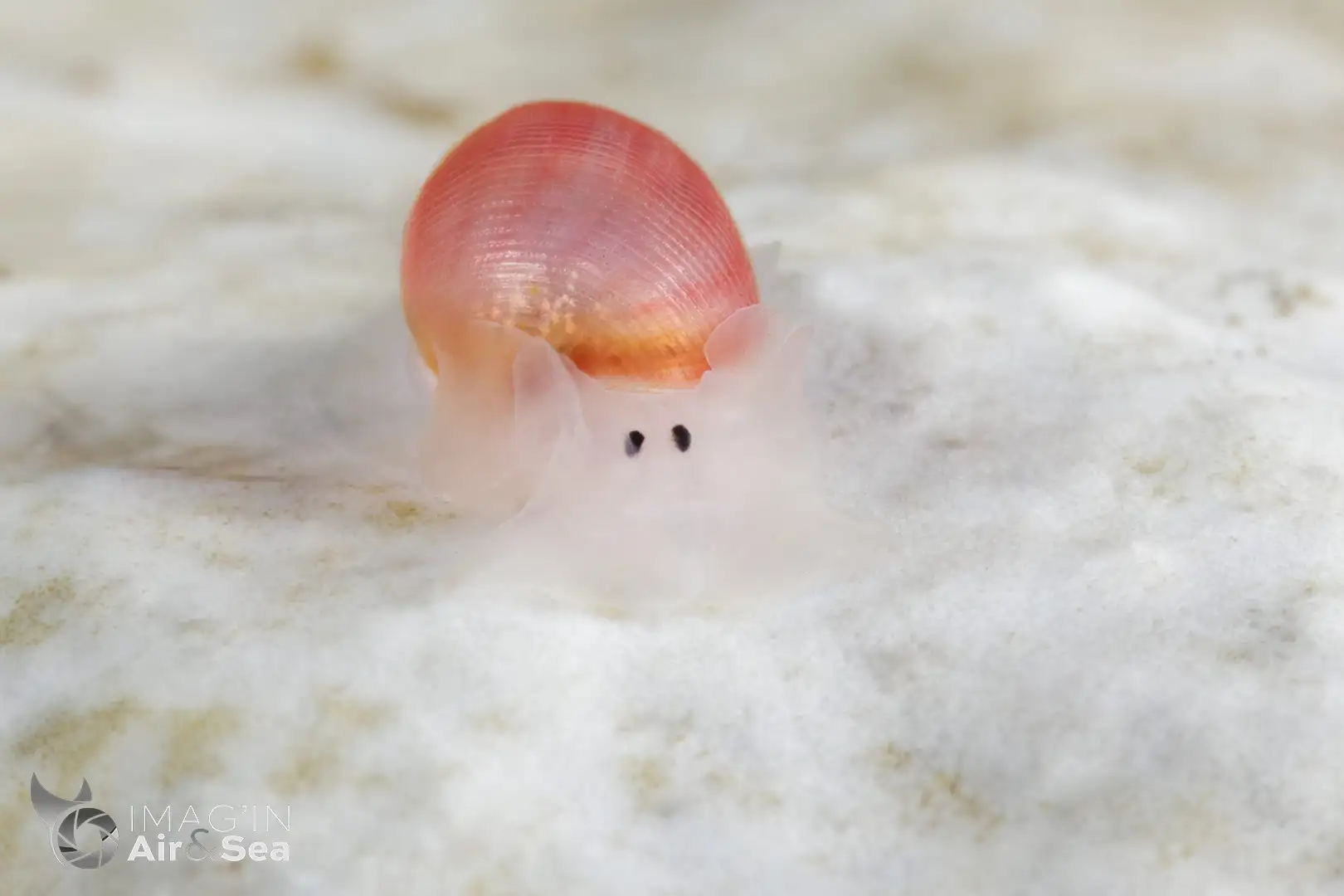 Beau Bullina sp.1 NSSI2 avec sa coquille rose mesurant moins de 1cm.
