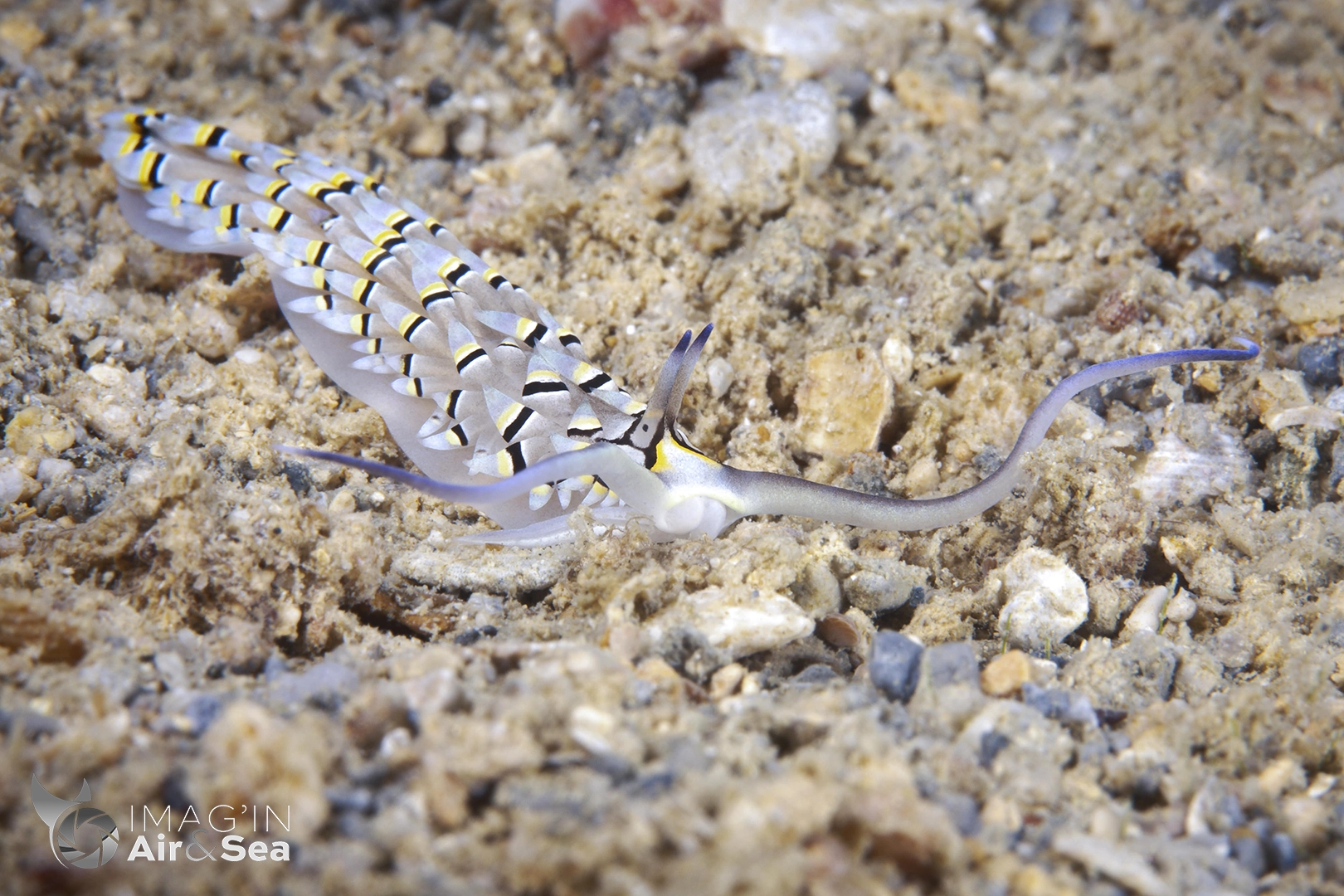 Nudibranche Cerberilla annulata se promenant sur le sable à Nouméa.