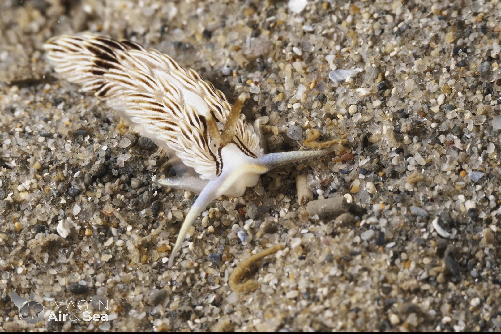 Nudibranche Cerberilla sp. photographié en Australie dans la marina de Blairgowrie