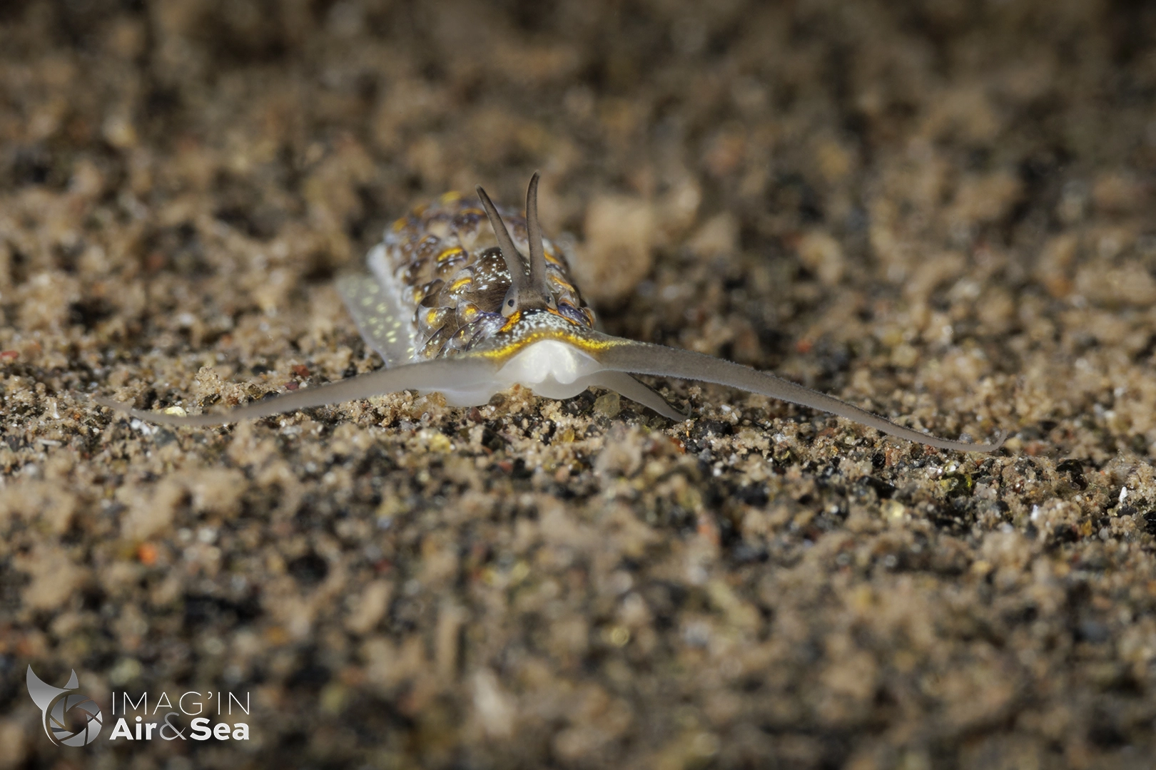 Cerberilla sp. se déplaçant de nuit par 5m de fond à Tahiti.