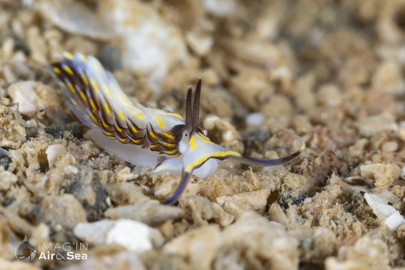 Cerberilla sp. observé en plongée en Nouvelle-Calédonie