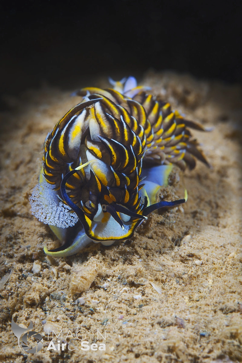 Portrait d'un Cerberilla sp. sur le fond de 10m en Nouvelle-Calédonie