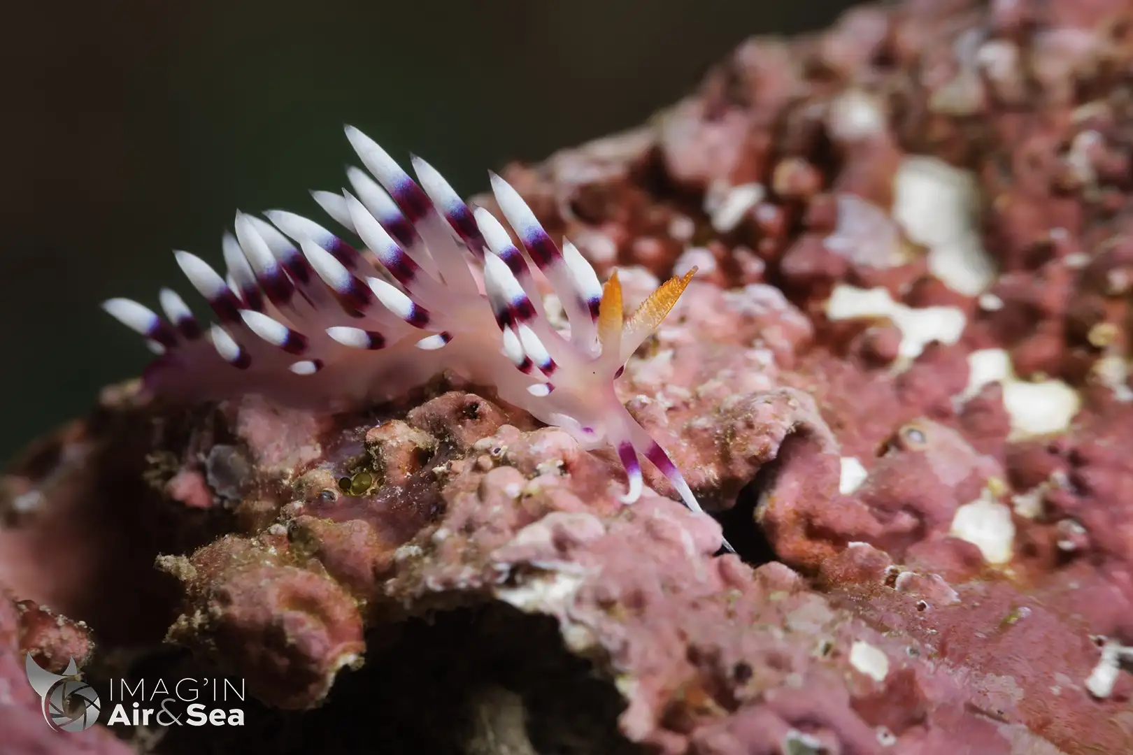 Nudibranche Coryphelina exopata photographier sur le tombant au nord de Tahiti.