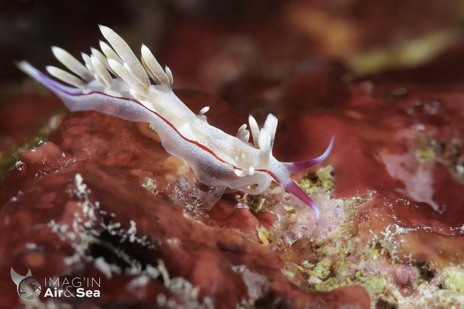 Magnifique Coryphellina sp. observé pour la première fois sur le récif corallien de Moorea.