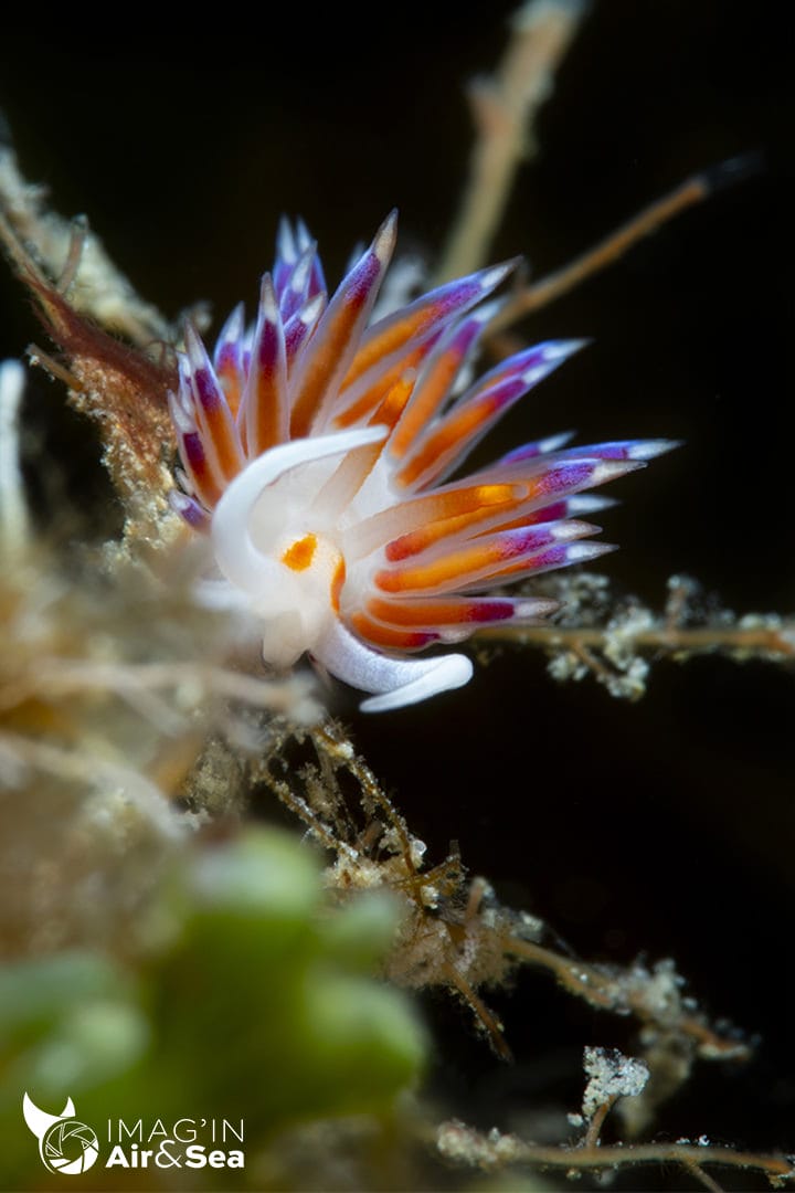 Portrait d'un nudibranche Cratena peregrina photographié en Méditerranée.