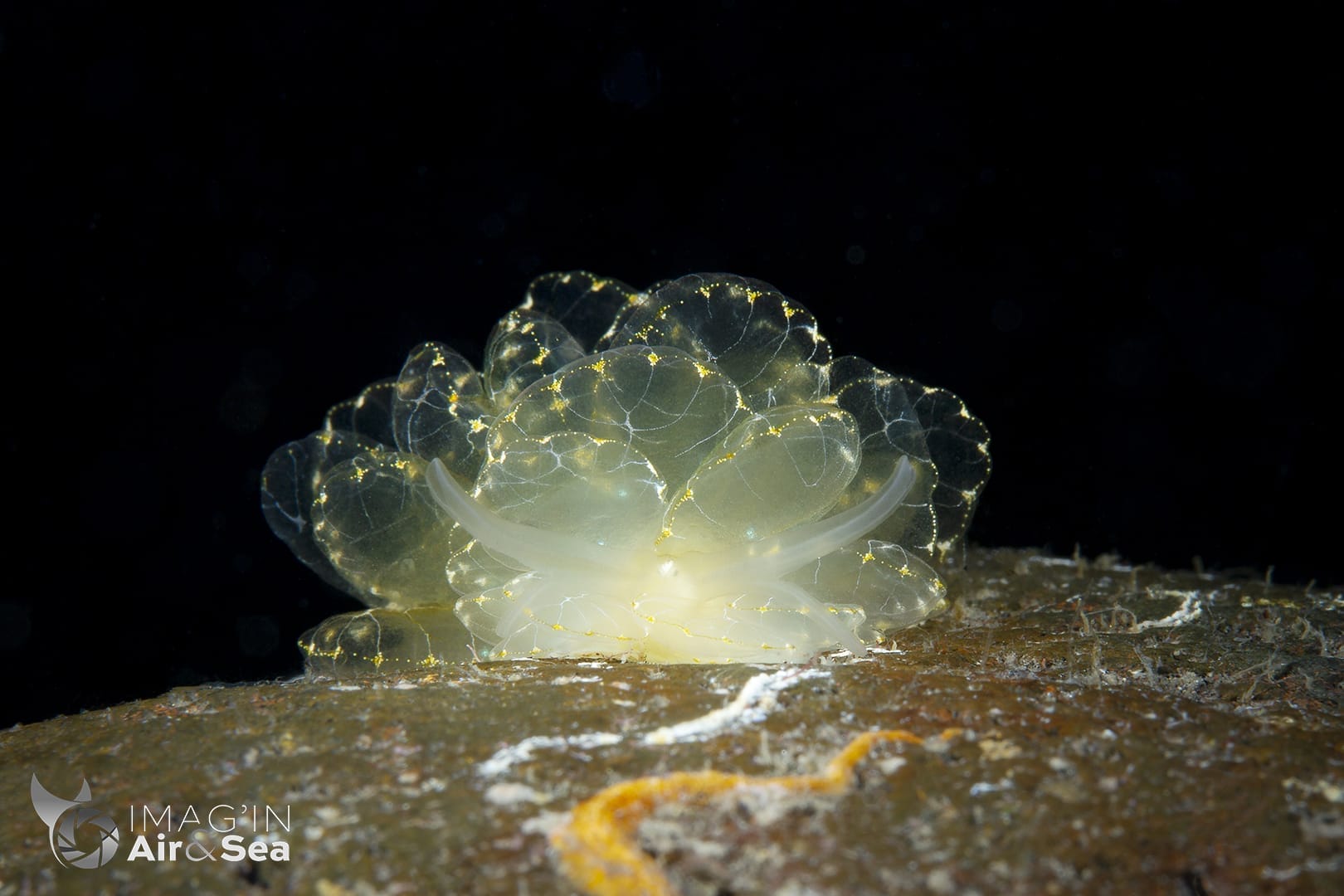 Nudibranche Cyerce elegans photographié sur un caillou à Tulamben en Indonésie