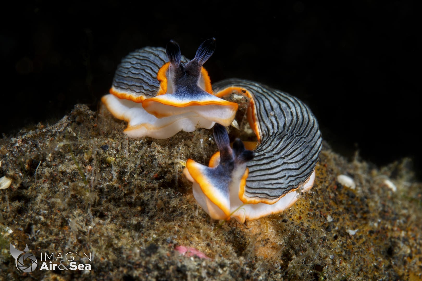 Couple de Dermatobranchus sp. 12 NSSI2 en train de se chercher à Nouméa.