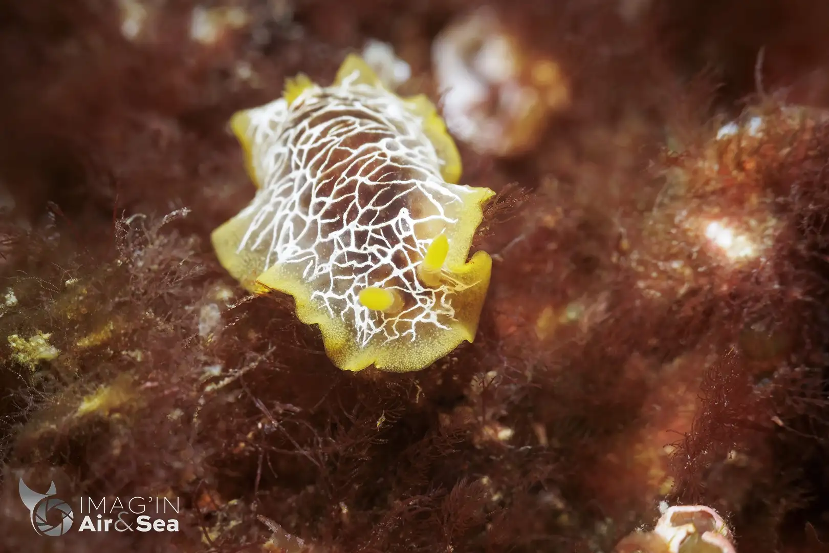 Nudibranche Doriopsilla areolata à 20m de fond dans les rochers à Biarritz