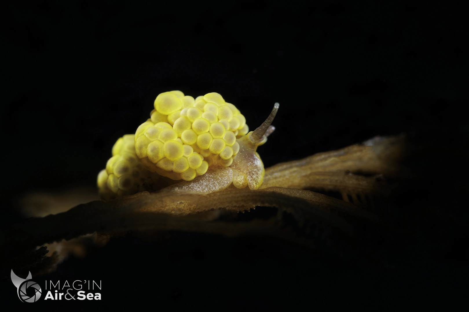 Doto ussi sur un Hydraire photographié en Indonésie à Tulamben.