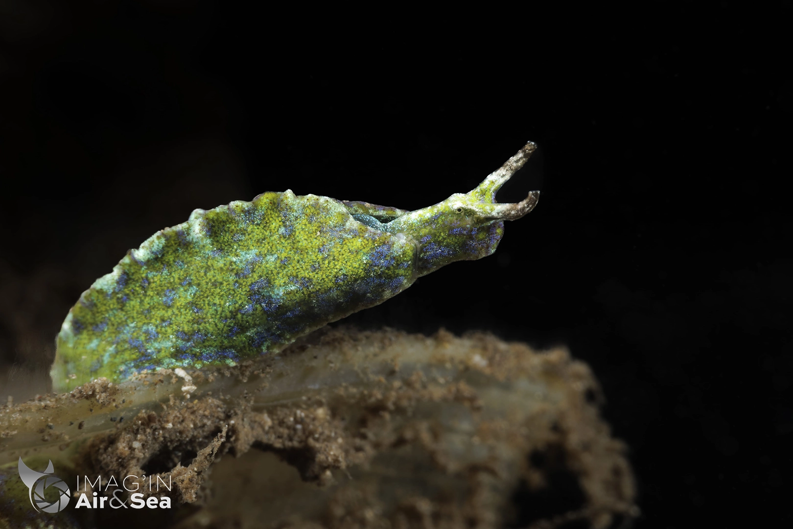 Elysia sp. photographié en bai d'Opunohu à Moorea)