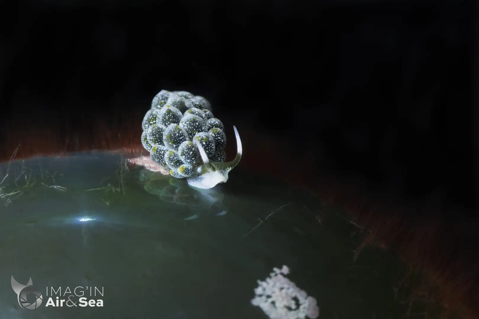 Nudibranche Ercolania se déplaçant sur une algue à Tahiti