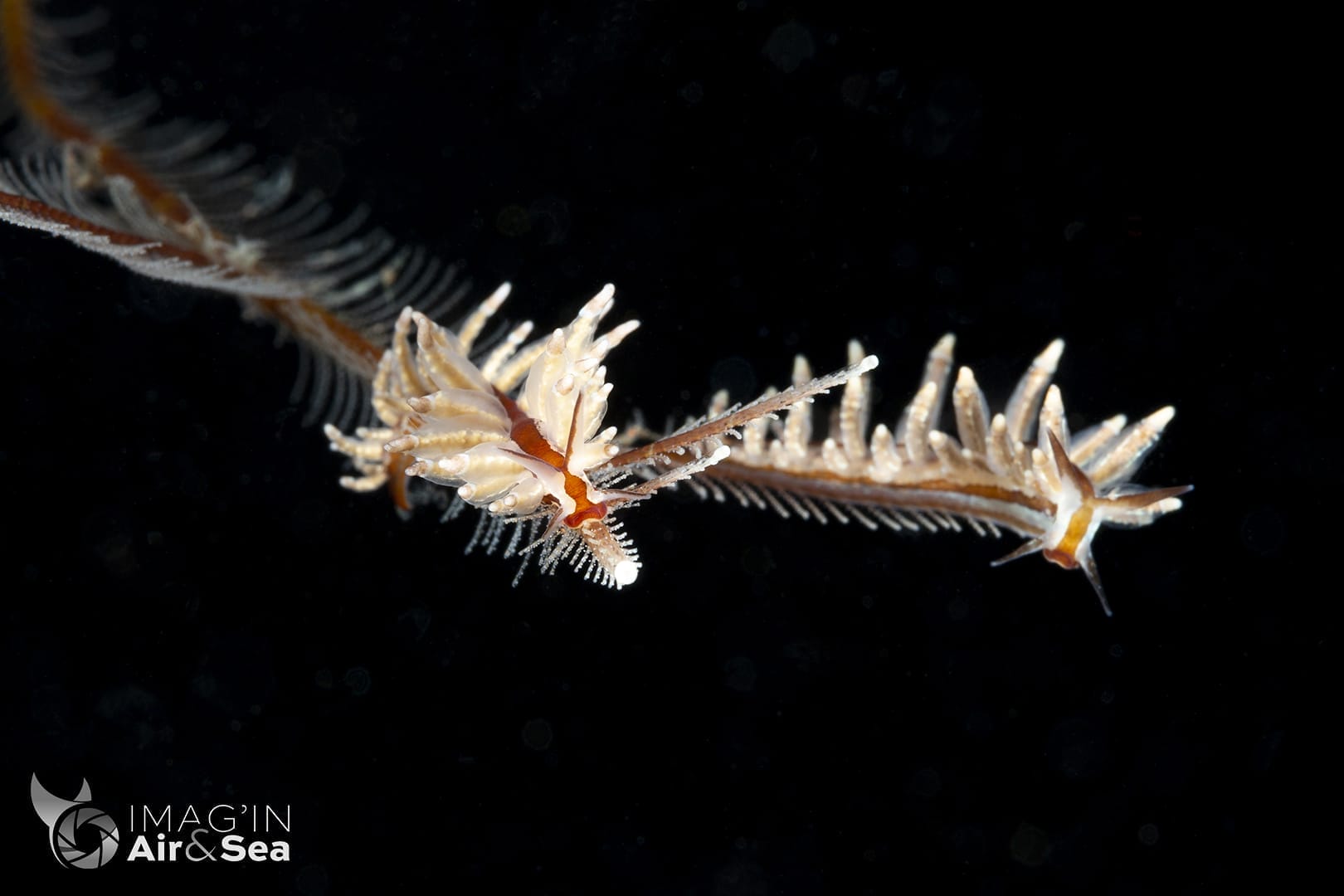 Couple de nudibranche Eubranchus sp.25 NSSI 2 sur l'Hydraire dont il se nourrissent à Bali
