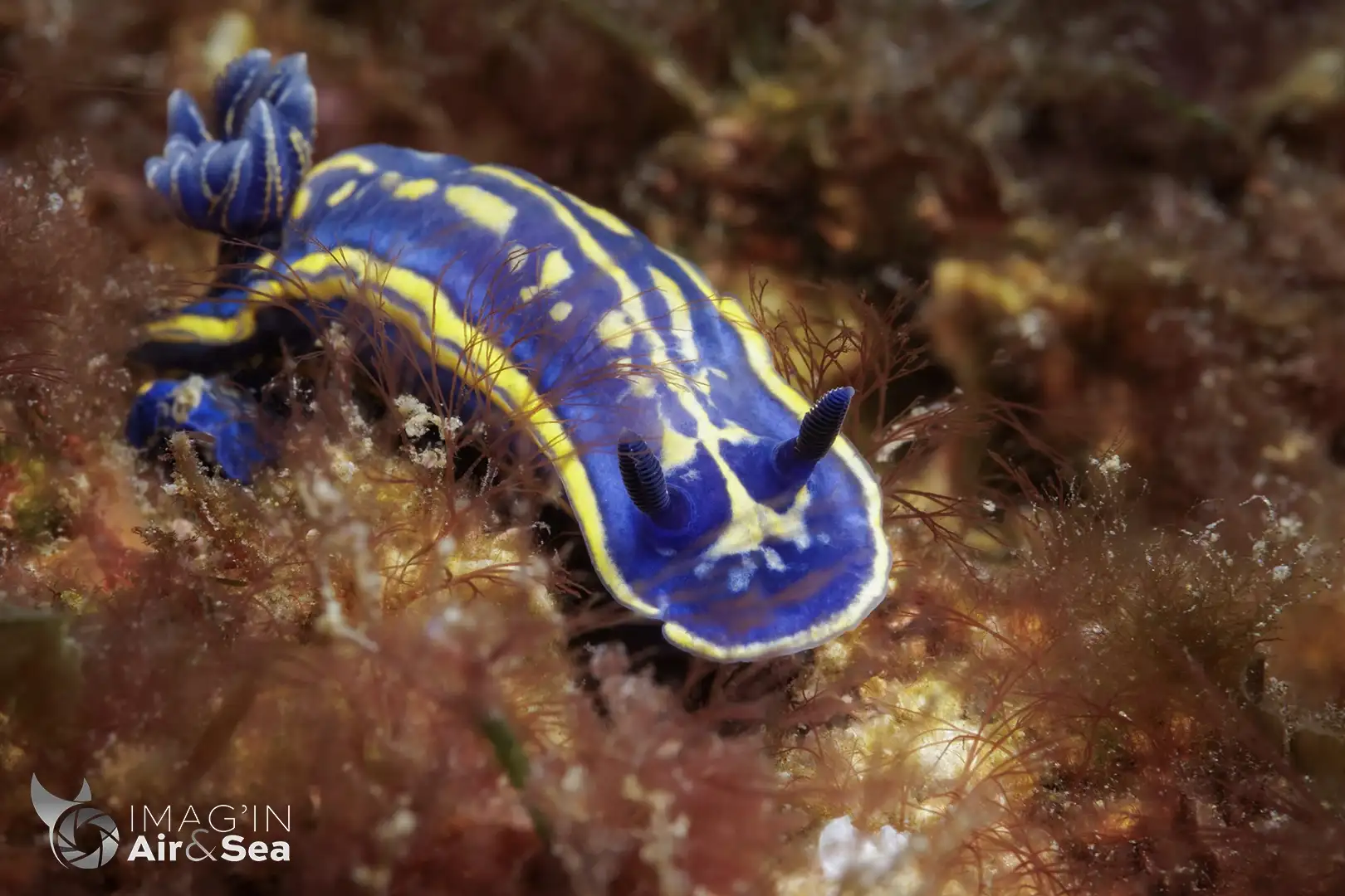 Nudibranche Felimare cantabricaobservé par 20m de fond à Biarritz