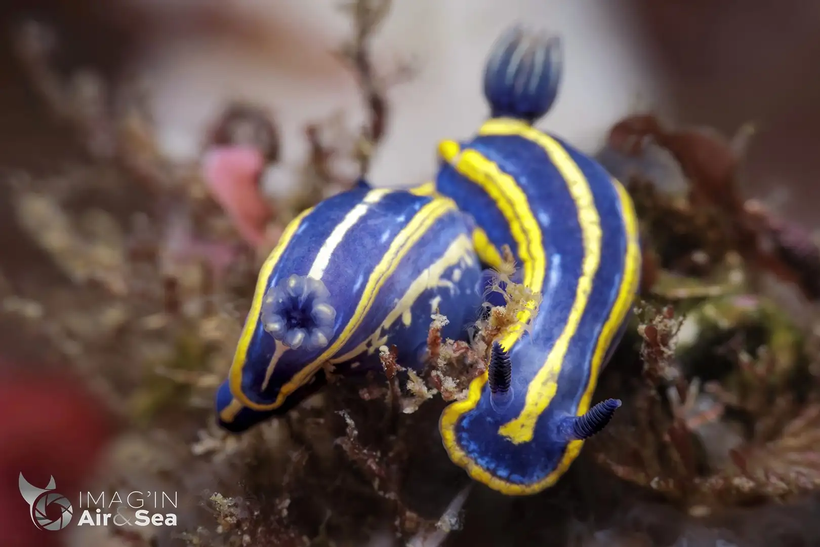 Accouplement de nudibranches Felimare tricolor - Doris tricolore - au large de Biarritz