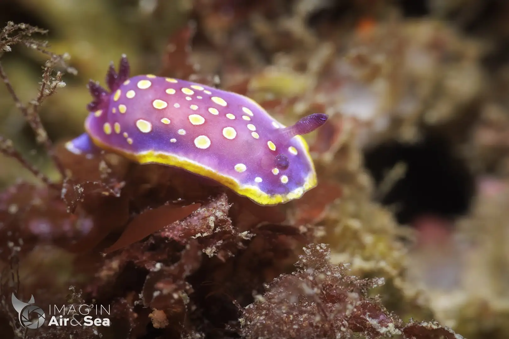 Nudibranche Felimida luteorosea - Doris tachetée mauve observé dans l'Atlantique proche de Biarritz en France