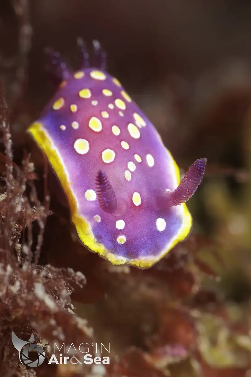 Nudibranche Felimida luteorosea - Doris tachetée mauve observé au pays basque proche de Biarritz