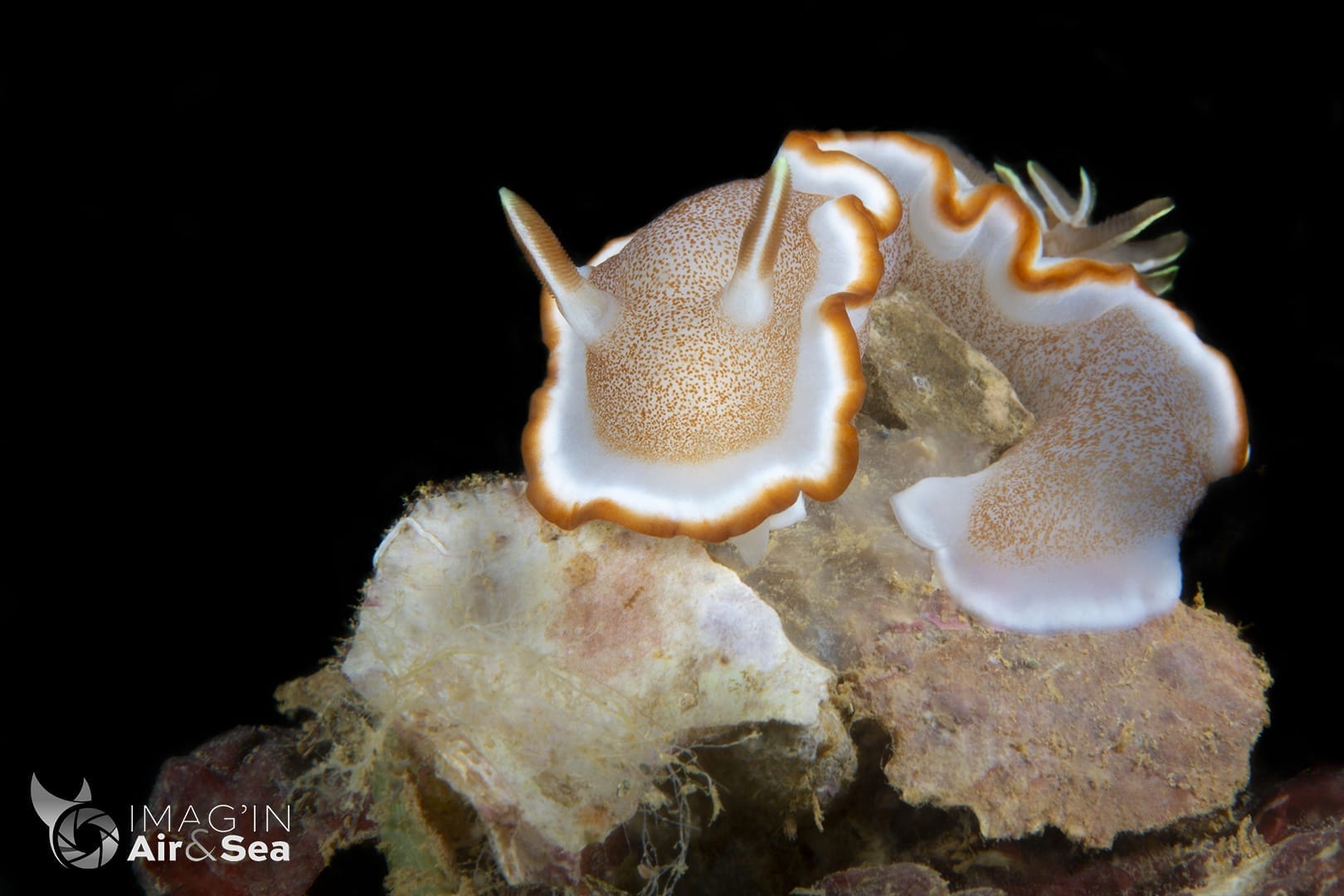 Glossodoris rufomarginata en train de se nourrire d'une éponge à Nouméa