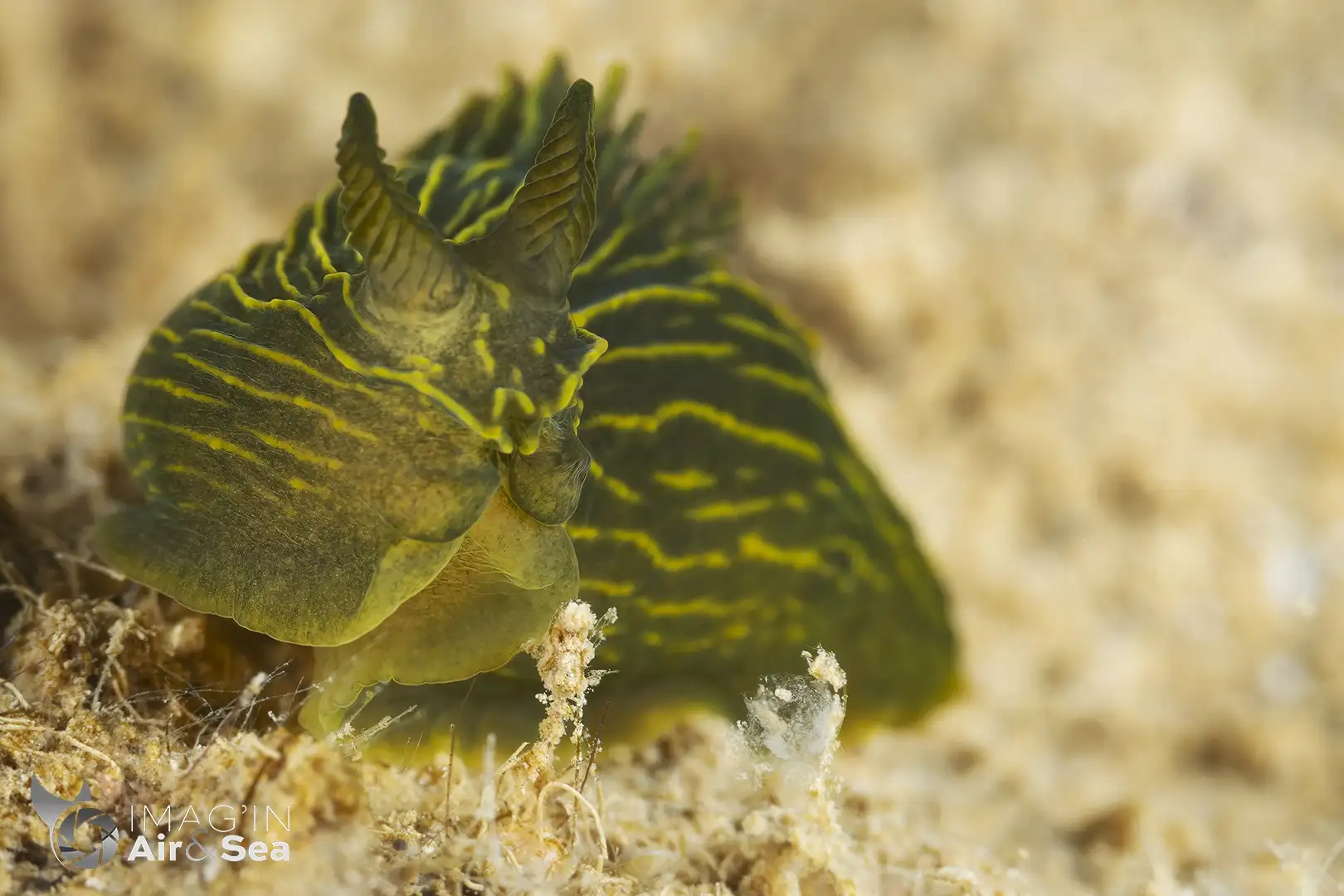 Nudibranche Gymnodoris feyae photographié en Nouvelle-Calédonie