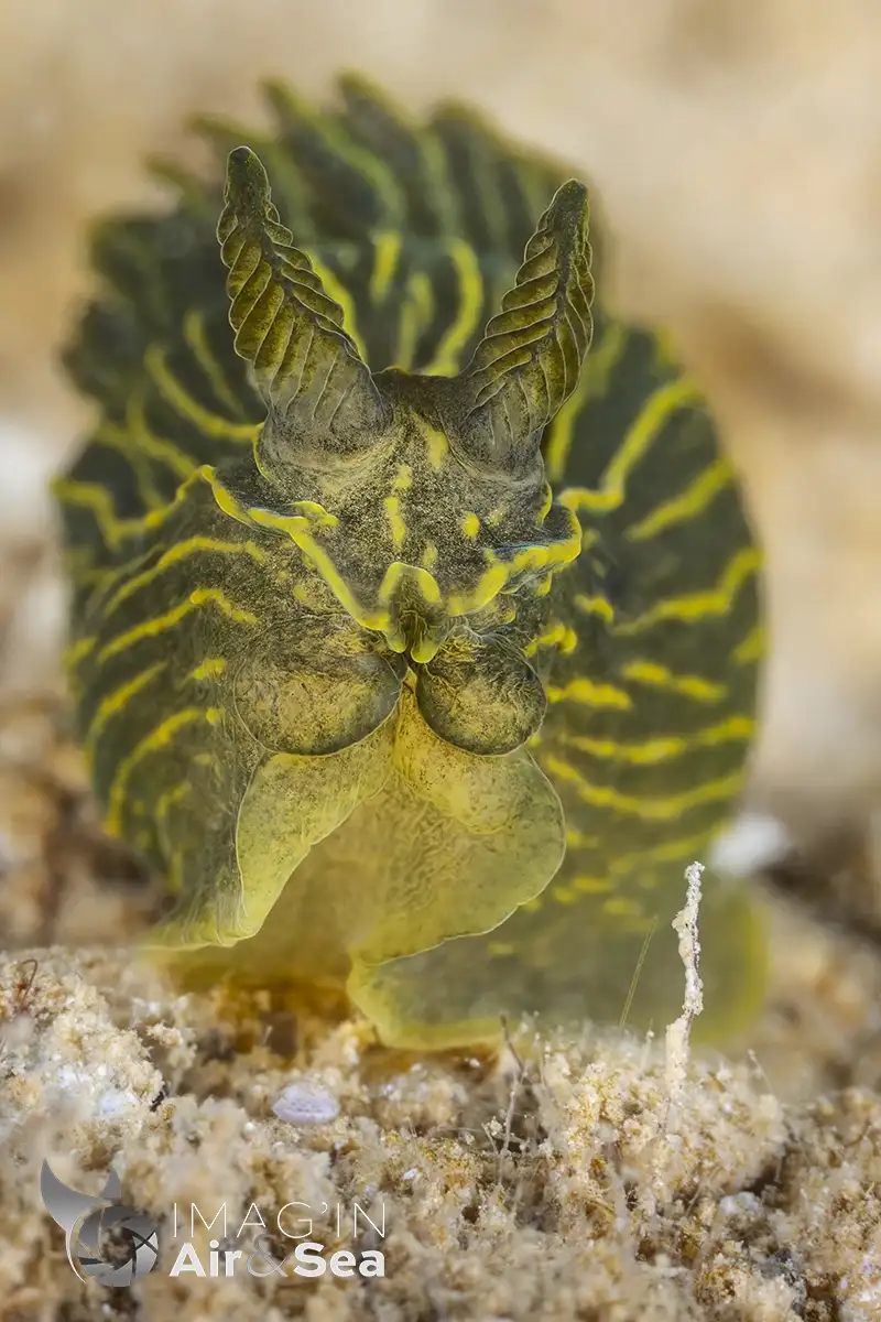 Nudibranche Gymnodoris feyae photographié de face en Nouvelle-Calédonie