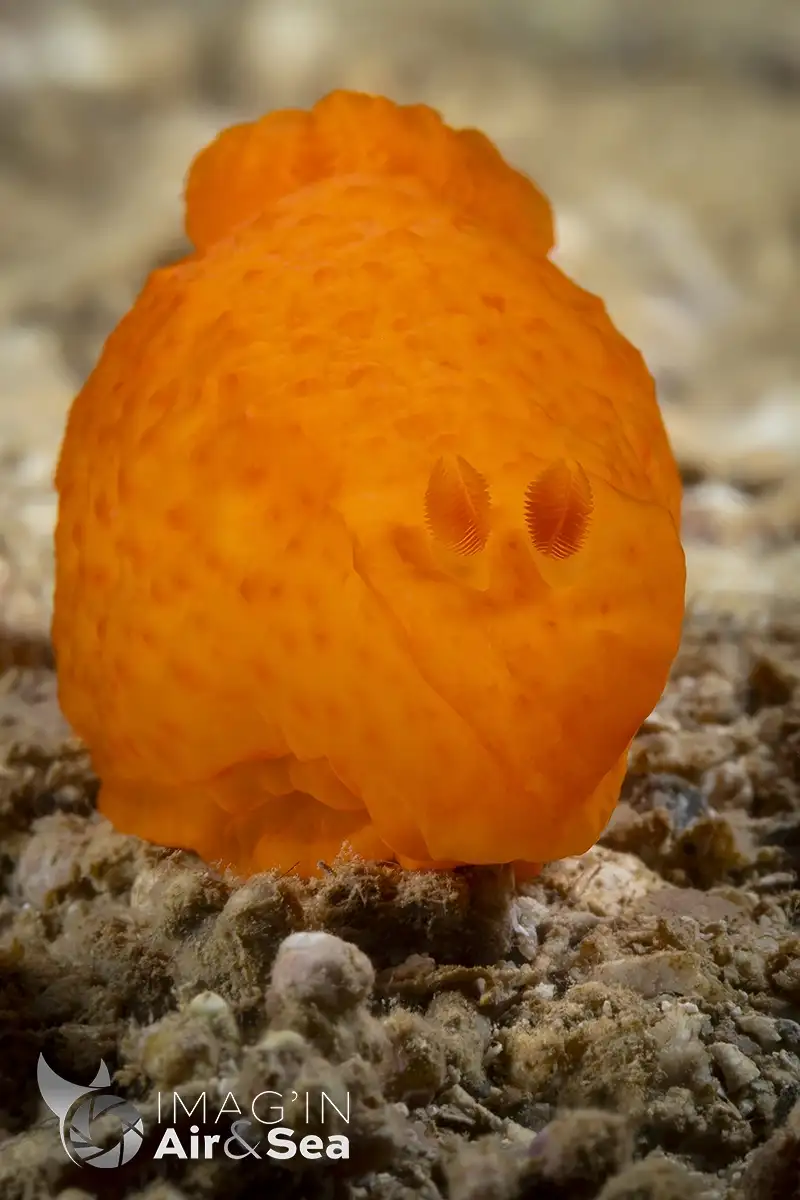 Portrait d'un Gymnodoris inornata en plongée sous-marine proche de Nouméa