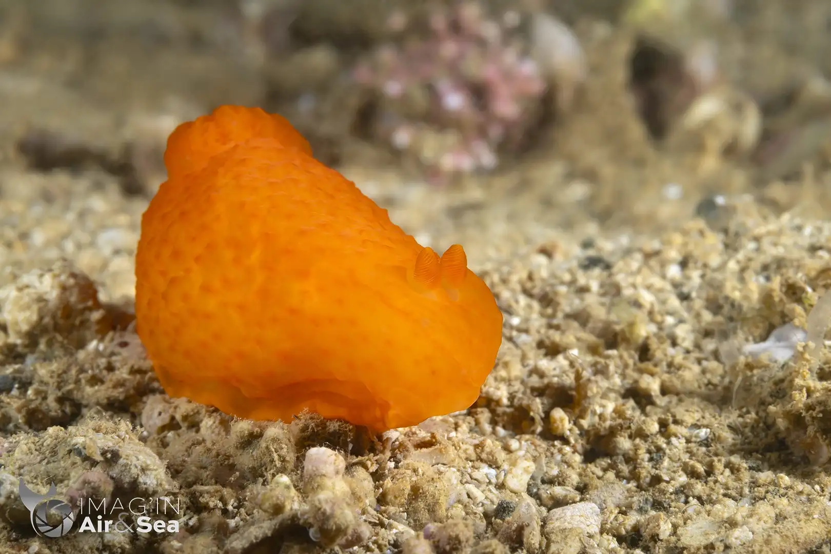 Gymnodoris inornata en plongée sous-marine proche de Nouméa