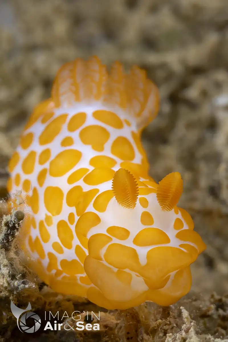 Portrait d'un Gymnodoris rubropapulosa trouvé en Baie de Saint-Vincent en Nouvelle-Calédonie