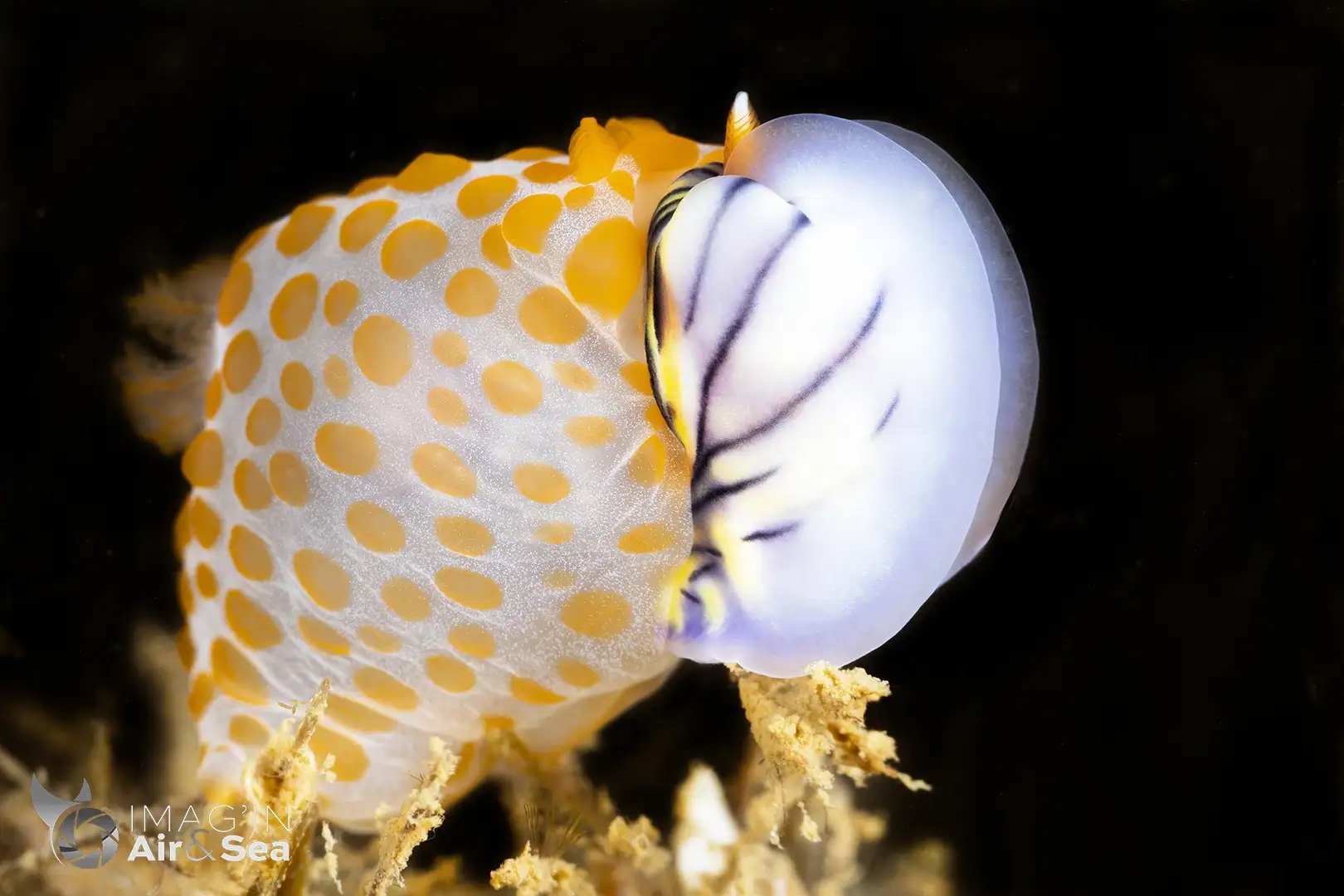 Nudibranche Gymnodoris rubropapulosa en train de se nourrire d'une autre espèce de nudibranche.