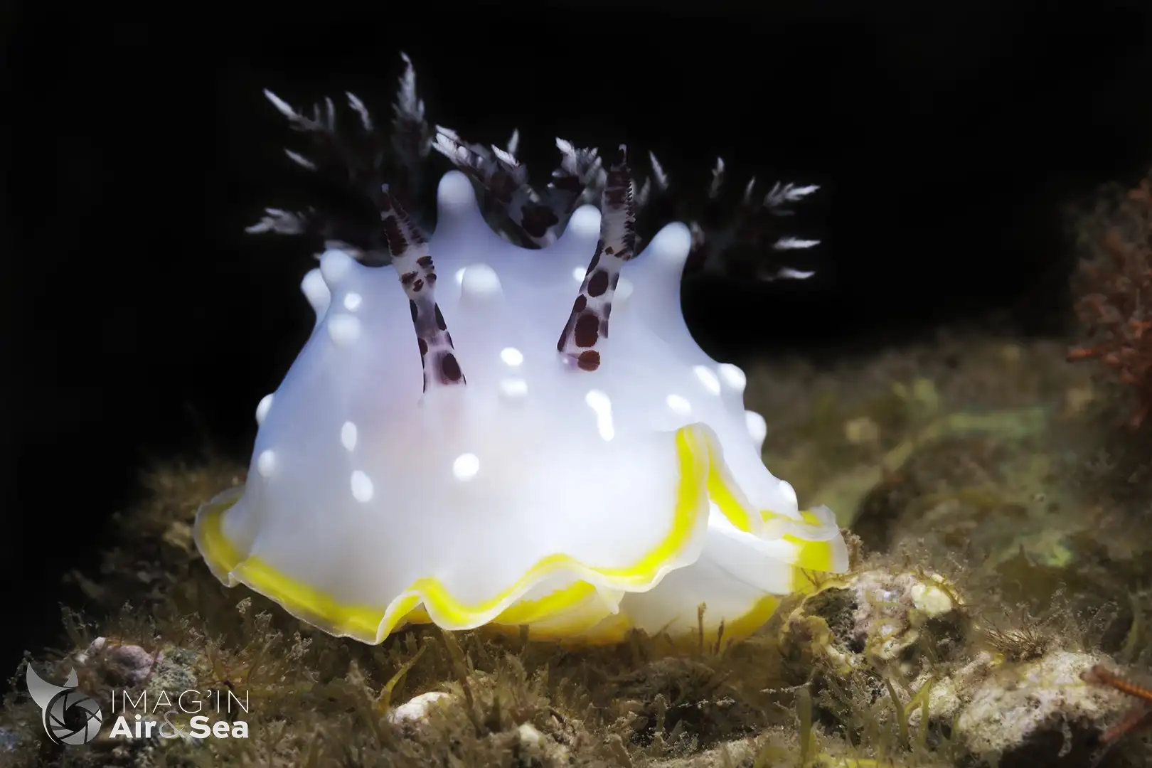 Nudibranche Halgerda berberiani trouvé au fond d'une grotte sur la côte nord de Tahiti iti. en Polynésie Française