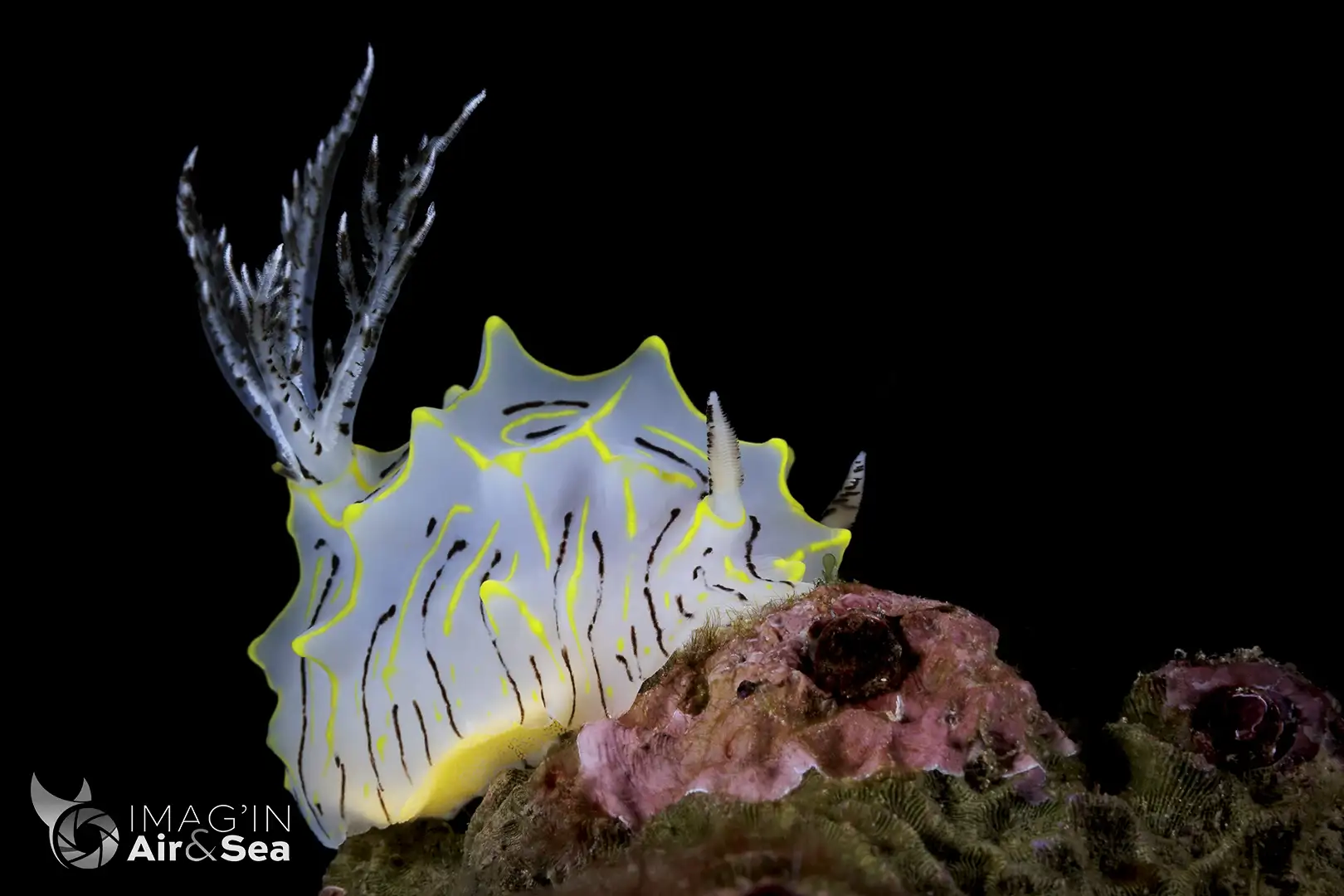Nudibranche Halgerda willeyi photographié en plongée à 25m de profondeur en Polynésie Française
