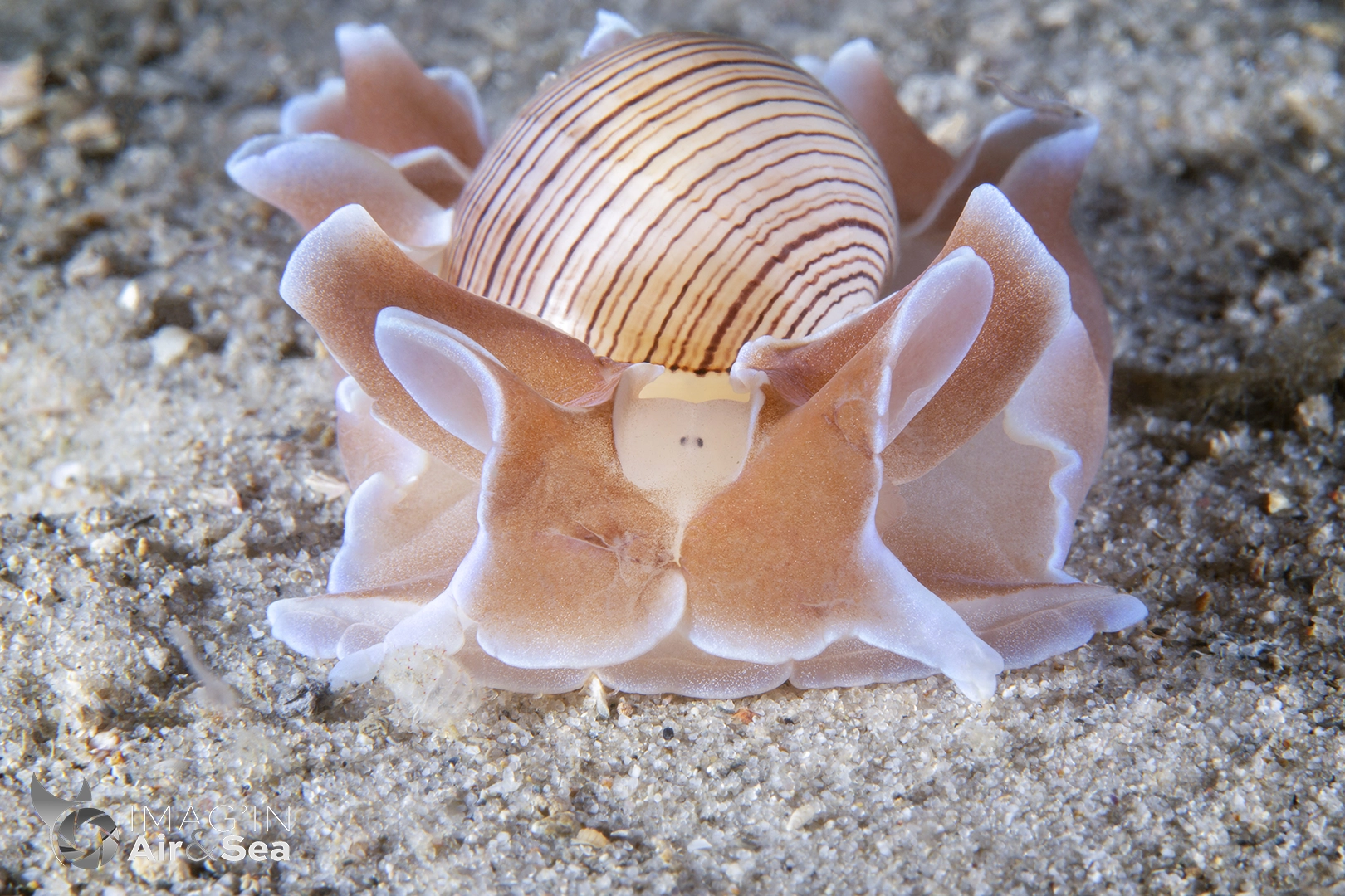 Hydatina physis photographié en Australie à Nelson Bay