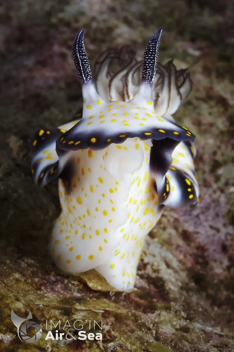 Portrait d'un Nudibranche Hypselodoris imperialis photographié dans le lagon de Tahiti.