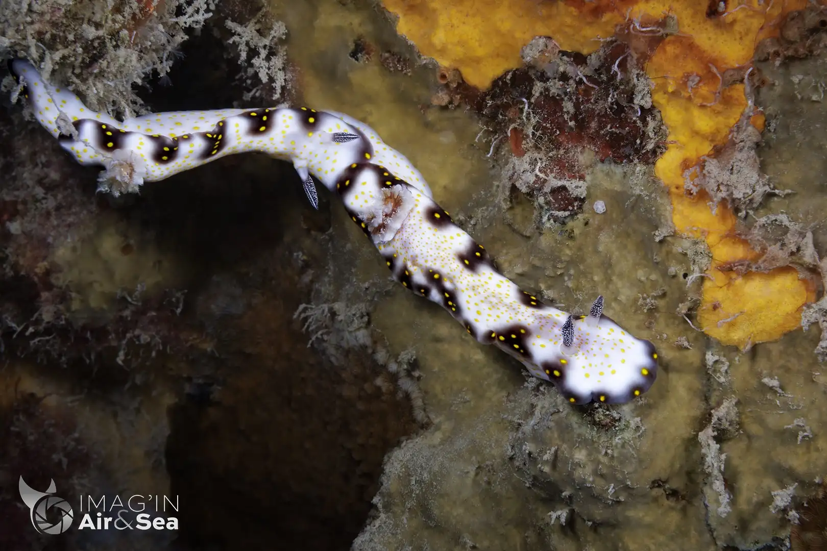 Couple de Nudibranches Hypselodoris imperialis photographié dans le lagon de Tahiti.