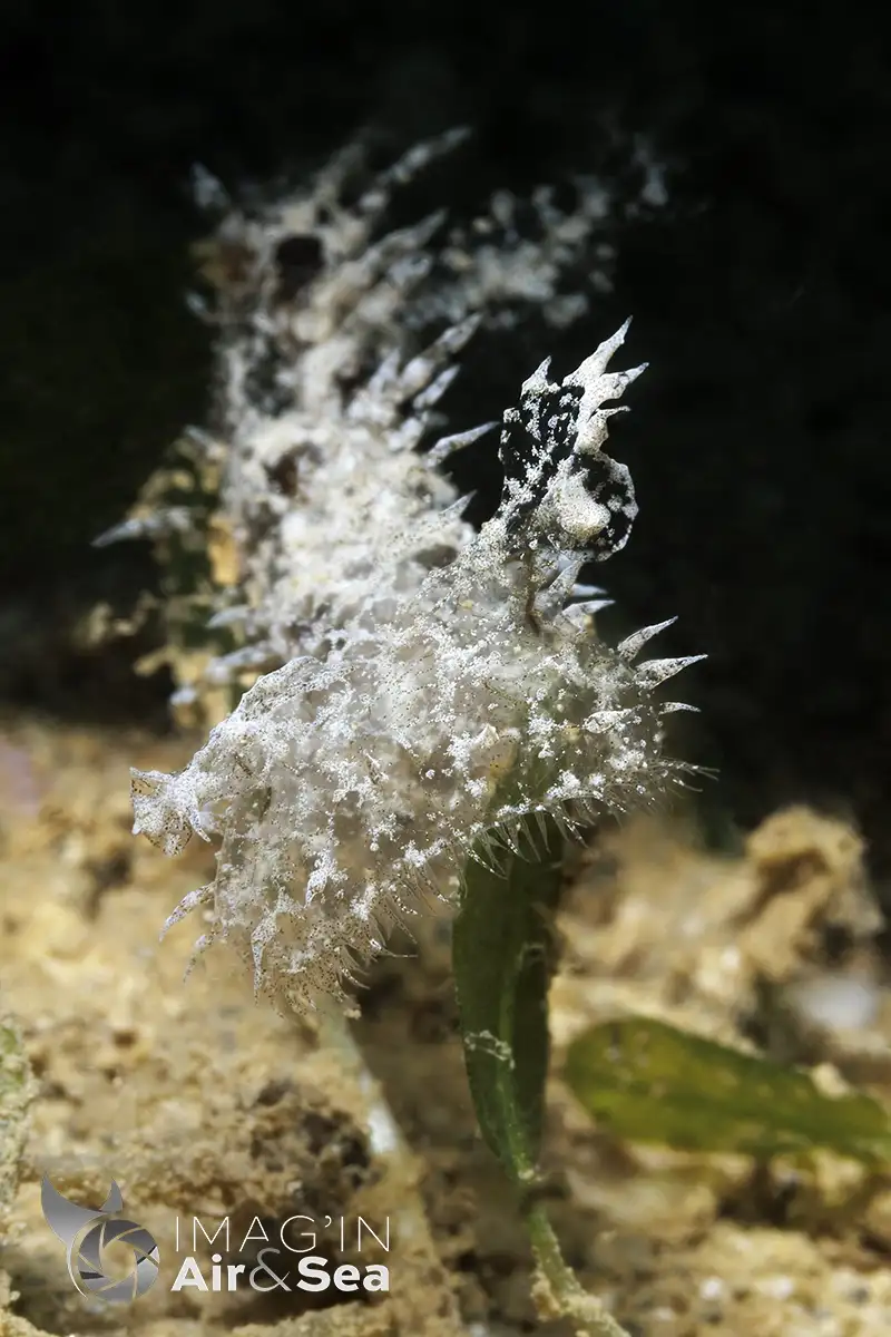Portrait d'un Melibe sp. photographié en Nouvelle-Calédonie