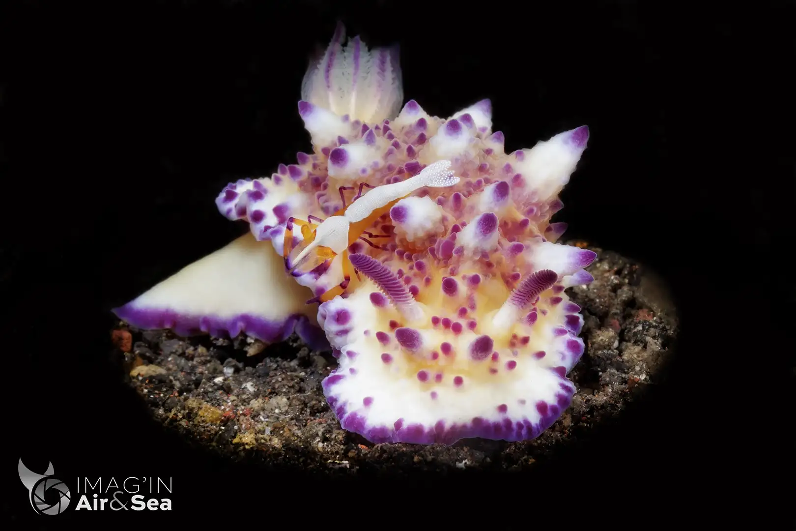 Nudibranches Mexichromis multituberculata avec une crevette empereur sur le dos à Bali, photographiée au snoot