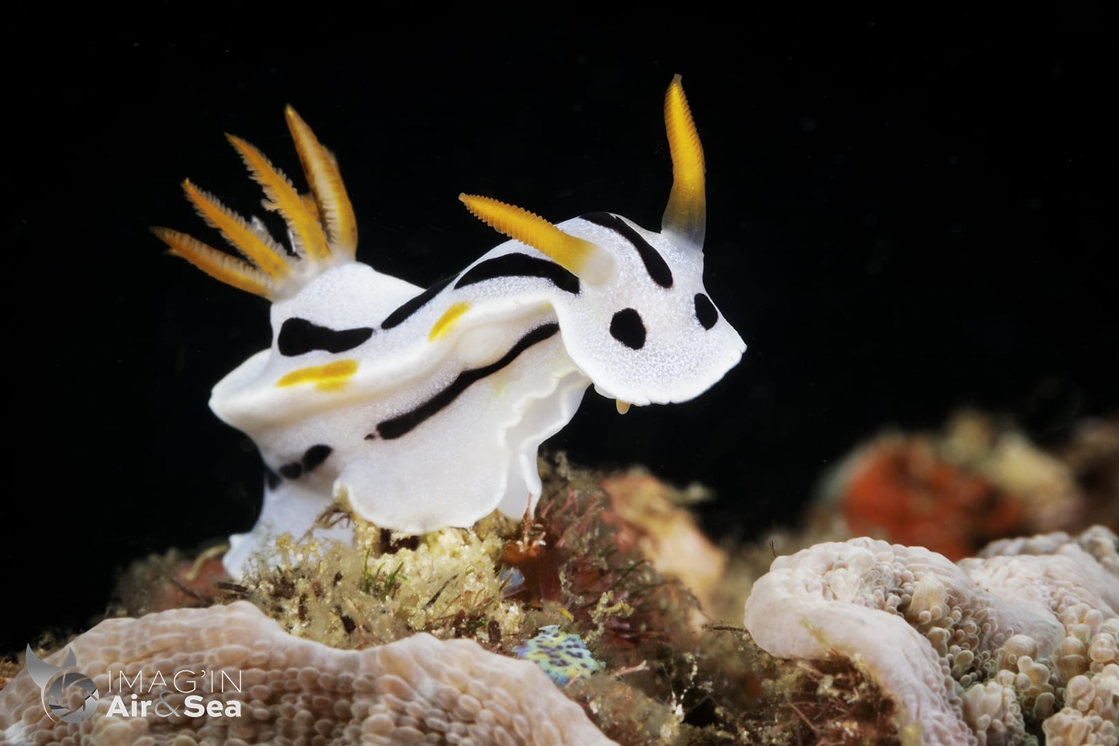 Chromodoris dinae dressé sur son pied à Anilao aux Philippines.