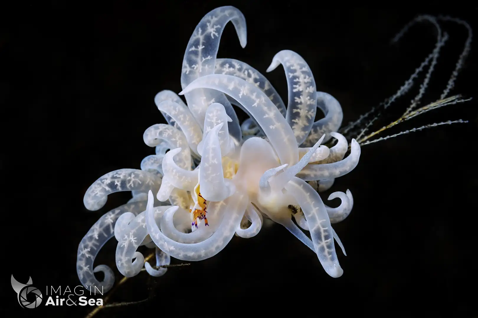 Nudibranche Phyllodesmium iriomotense sur un Hydraires avec une Crevette empereur au milieu de ces cérates dans les eaux balinaises à Tulamben.