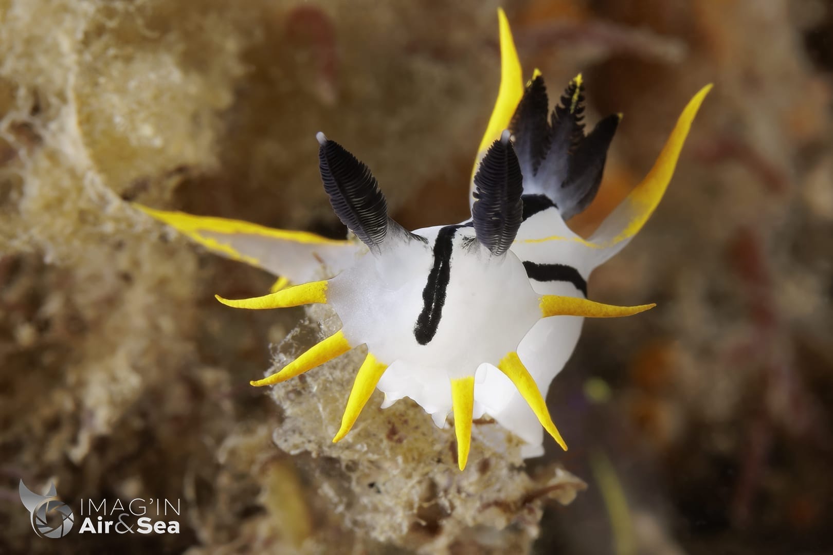 Nudibranche Polycera capensis observé en Australie à Nelson Bay
