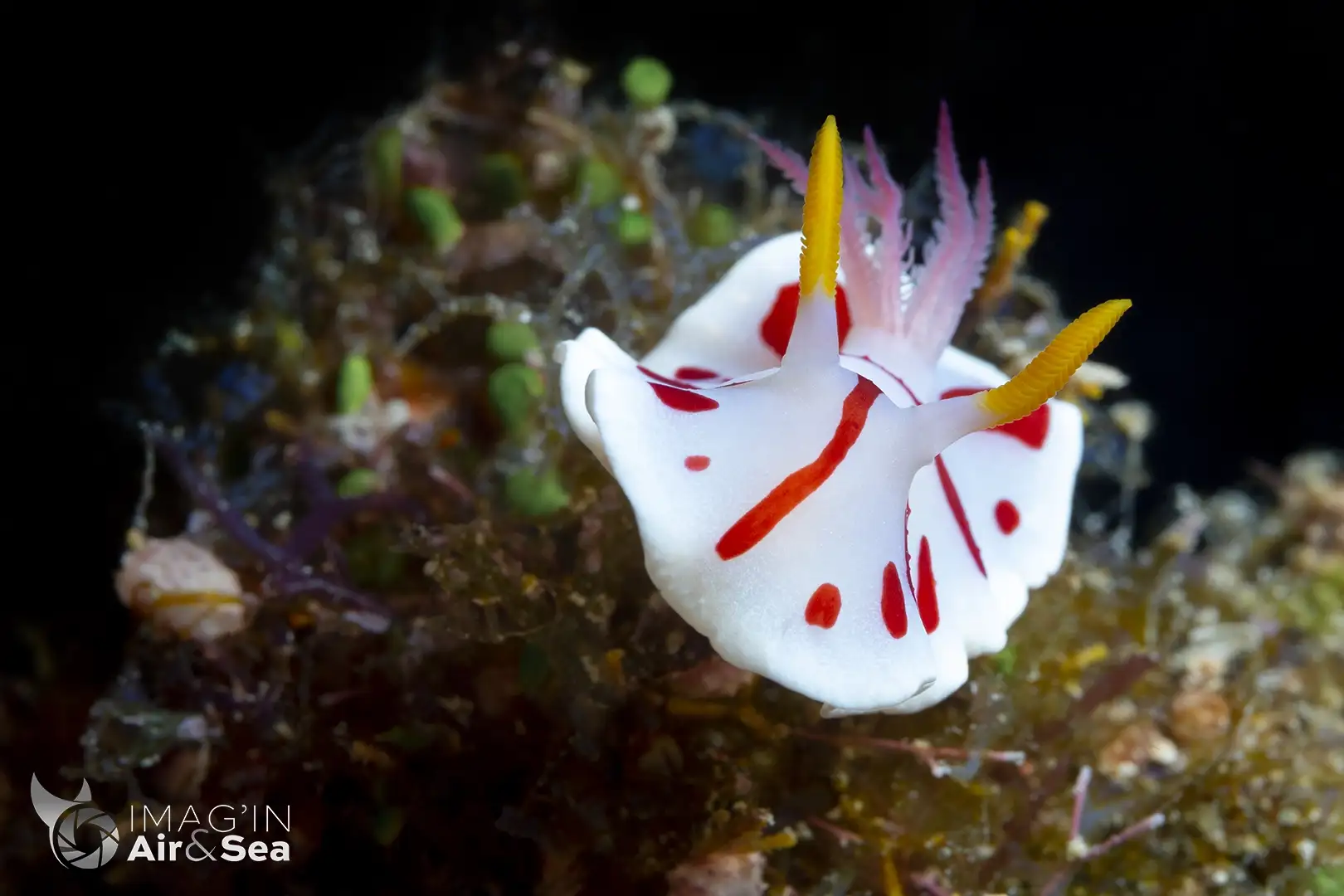 Nudibranche Verconia catalai sur le récif de l'île des pins en Nouvelle-Calédonie.