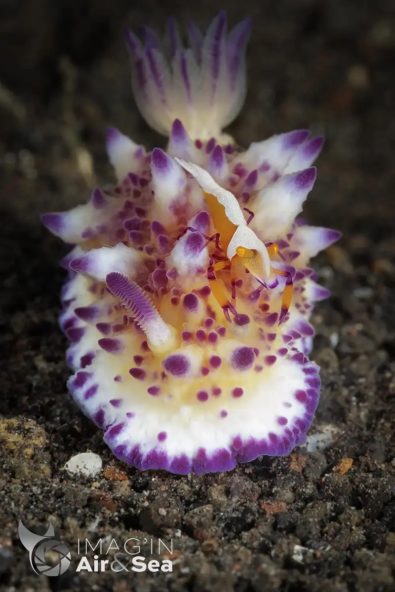 Nudibranche Mexichromis multituberculata avec une crevette empereur sur le dos à Bali en Indonésie, photographiée en portrait