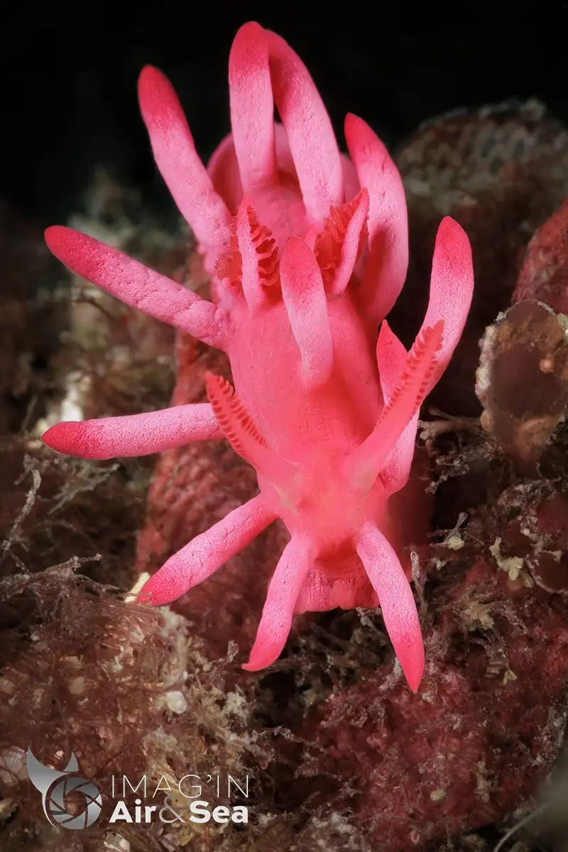 Magnifique Okenia atkinsonorum avec sa robe rose photographier à Bare Island en Australie à Sydney